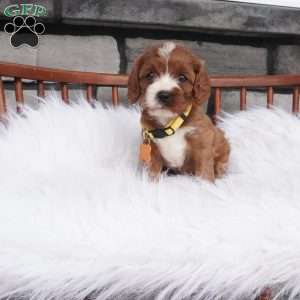 Bessie, Cavapoo Puppy