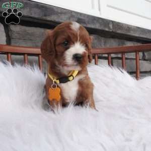 Bessie, Cavapoo Puppy
