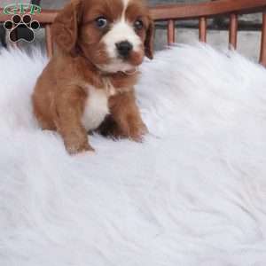 Ellie, Cavapoo Puppy