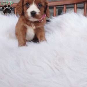 Ellie, Cavapoo Puppy