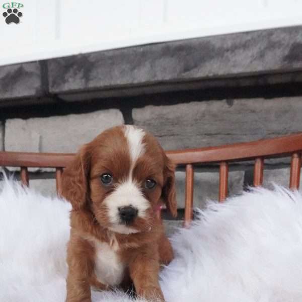 Ellie, Cavapoo Puppy
