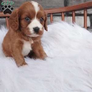 Ellie, Cavapoo Puppy