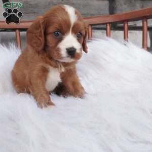 Ellie, Cavapoo Puppy