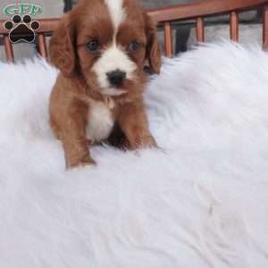 Ellie, Cavapoo Puppy