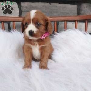 Ellie, Cavapoo Puppy