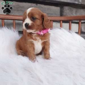 Ellie, Cavapoo Puppy