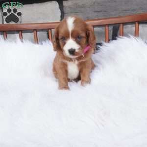 Ellie, Cavapoo Puppy