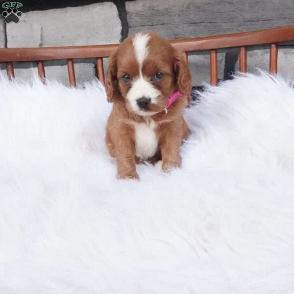 Ellie, Cavapoo Puppy