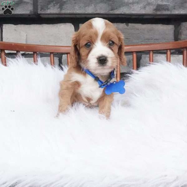 Ollie, Cavapoo Puppy