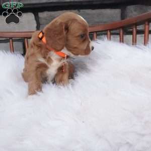 Oscar, Cavapoo Puppy