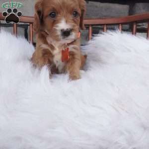 Oscar, Cavapoo Puppy