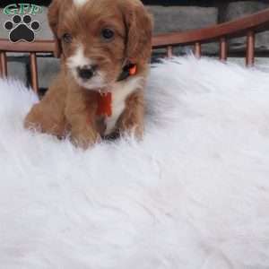 Oscar, Cavapoo Puppy