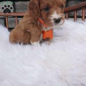 Oscar, Cavapoo Puppy