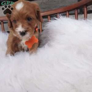 Oscar, Cavapoo Puppy