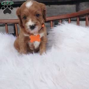 Oscar, Cavapoo Puppy