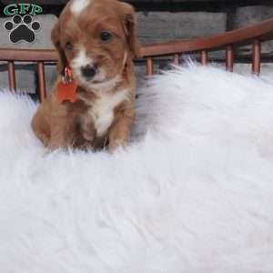 Oscar, Cavapoo Puppy