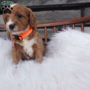 Oscar, Cavapoo Puppy