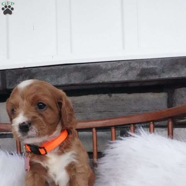 Oscar, Cavapoo Puppy