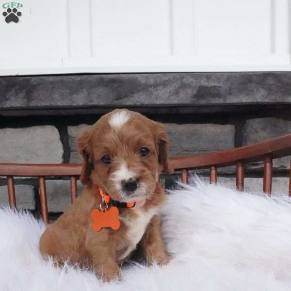 Oscar, Cavapoo Puppy