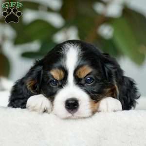 Sage, Cavalier King Charles Spaniel Puppy