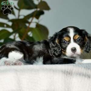 Sage, Cavalier King Charles Spaniel Puppy