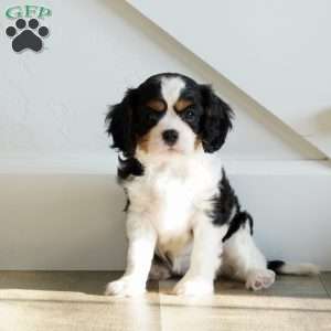 Hazel, Cavalier King Charles Spaniel Puppy