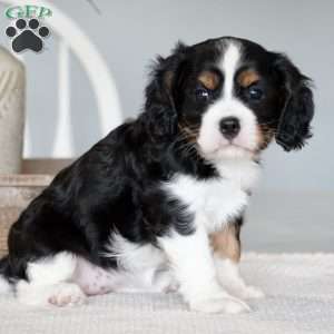 Sage, Cavalier King Charles Spaniel Puppy