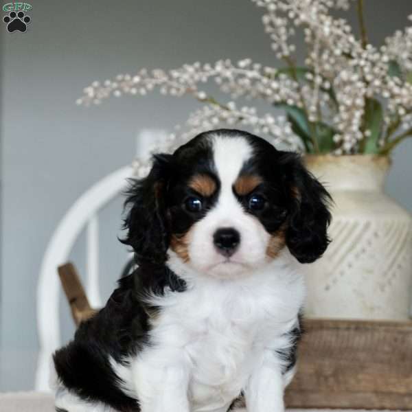 Hazel, Cavalier King Charles Spaniel Puppy
