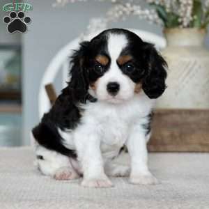 Hazel, Cavalier King Charles Spaniel Puppy