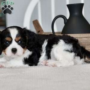 Hazel, Cavalier King Charles Spaniel Puppy