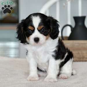Hazel, Cavalier King Charles Spaniel Puppy