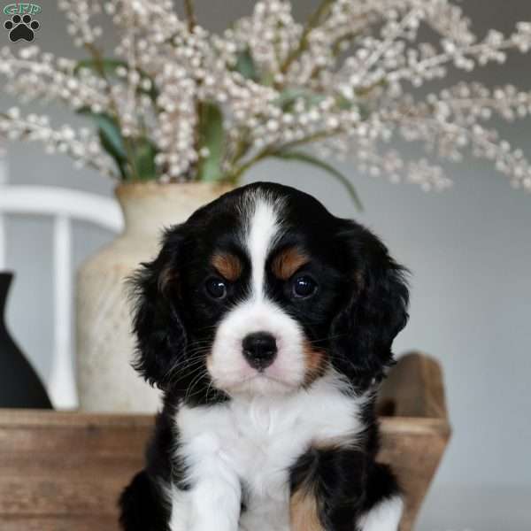 Sage, Cavalier King Charles Spaniel Puppy