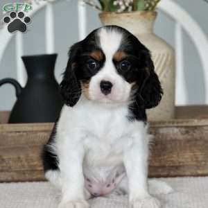 Oakley, Cavalier King Charles Spaniel Puppy