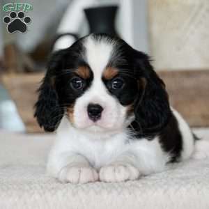 Oakley, Cavalier King Charles Spaniel Puppy