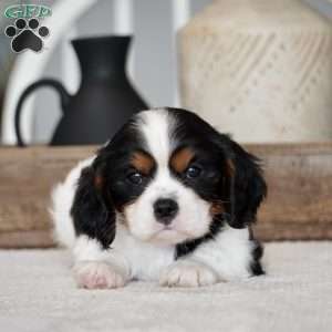 Rowan, Cavalier King Charles Spaniel Puppy