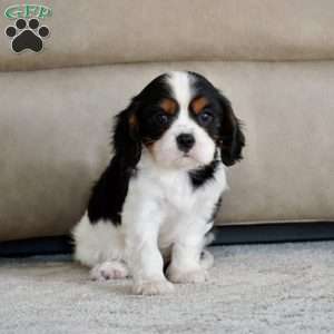 Rowan, Cavalier King Charles Spaniel Puppy