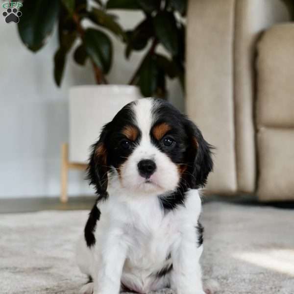 Rowan, Cavalier King Charles Spaniel Puppy
