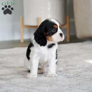 Rowan, Cavalier King Charles Spaniel Puppy