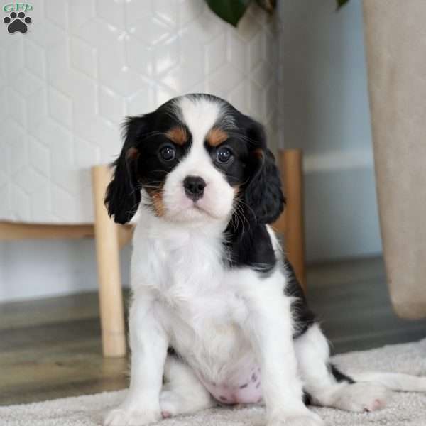 Oakley, Cavalier King Charles Spaniel Puppy