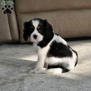 Oakley, Cavalier King Charles Spaniel Puppy