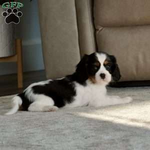 Oakley, Cavalier King Charles Spaniel Puppy