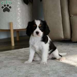 Oakley, Cavalier King Charles Spaniel Puppy