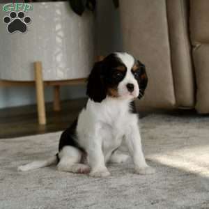 Oakley, Cavalier King Charles Spaniel Puppy
