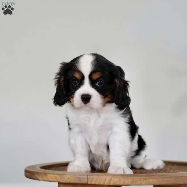 River, Cavalier King Charles Spaniel Puppy