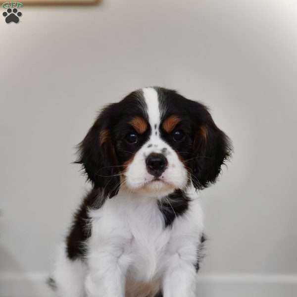 Rowan, Cavalier King Charles Spaniel Puppy