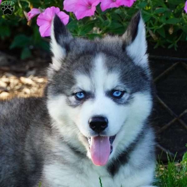 Cactus, Siberian Husky Puppy