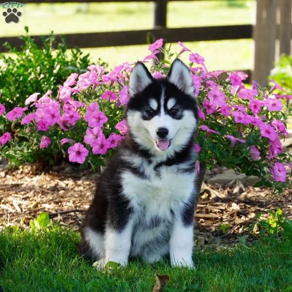Stella, Siberian Husky Puppy