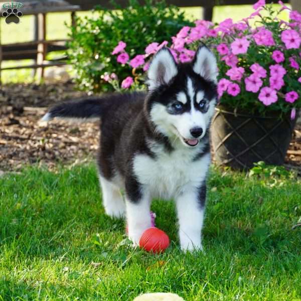 Blaze, Siberian Husky Puppy