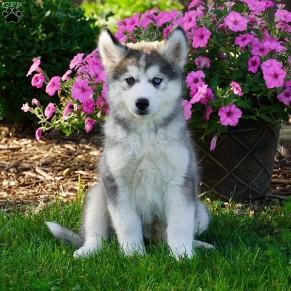 Luna, Siberian Husky Puppy