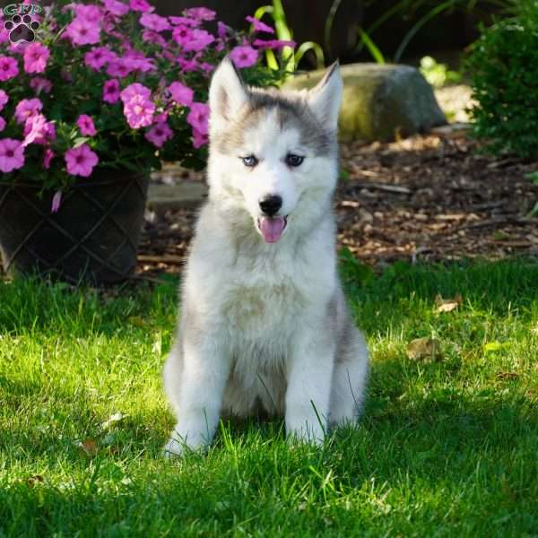 Lola, Siberian Husky Puppy